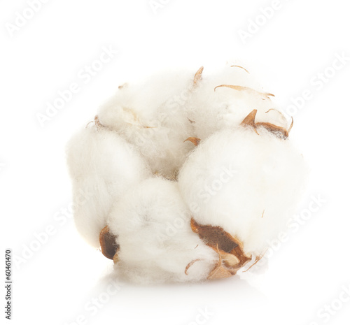 Cotton plant