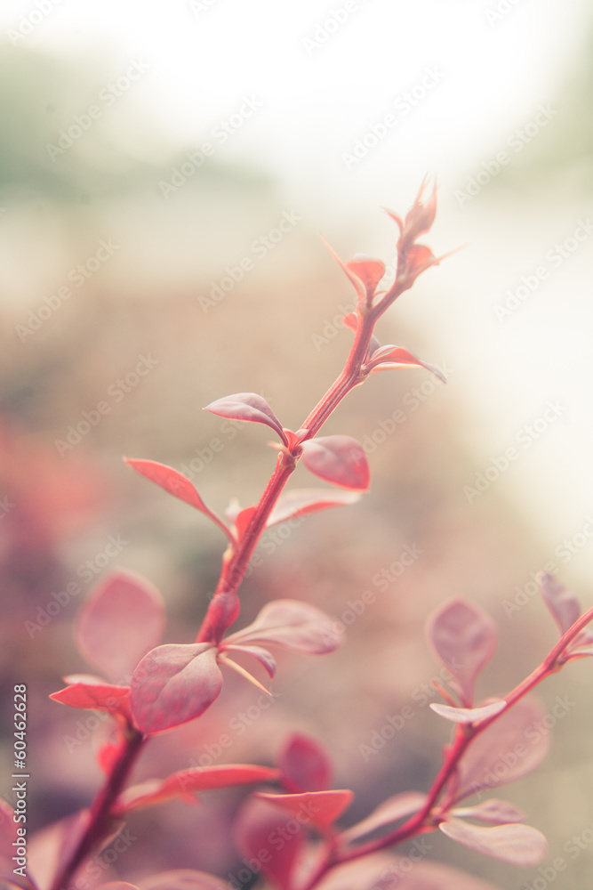 red plant twig red plant twig
