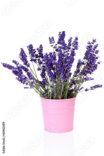 Bouquet of picked lavender in vase over white background