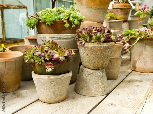 Tableau sur toile Flower pots in clay with flowering stonecrop plants.
