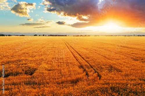 Wheat field