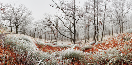 Winter forest at fog #60467879