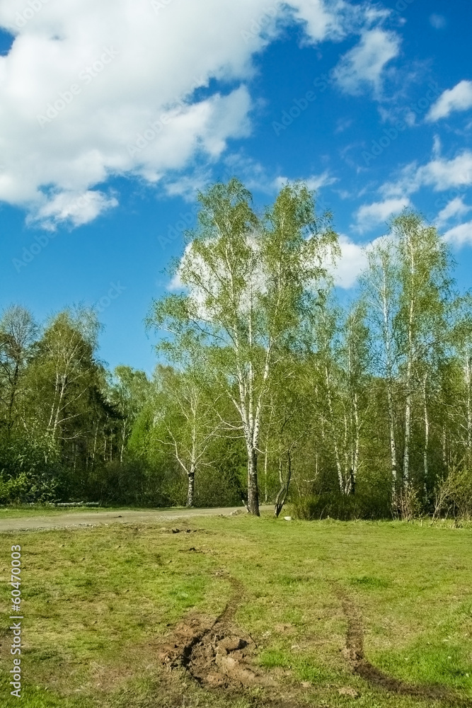 Road through the spring birch grove