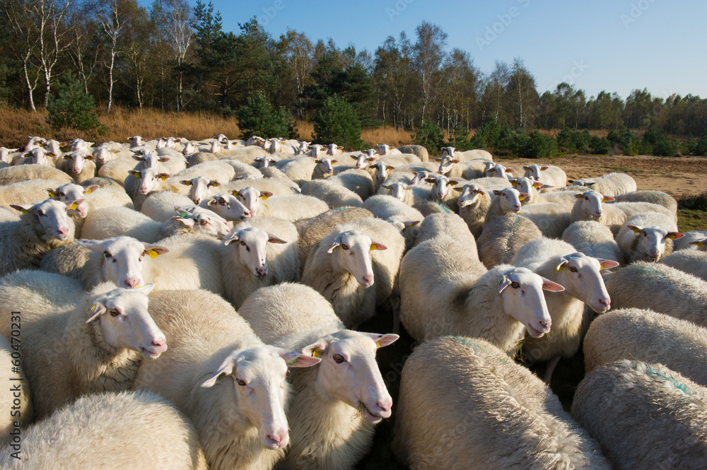 Obraz premium Sheep in Holland