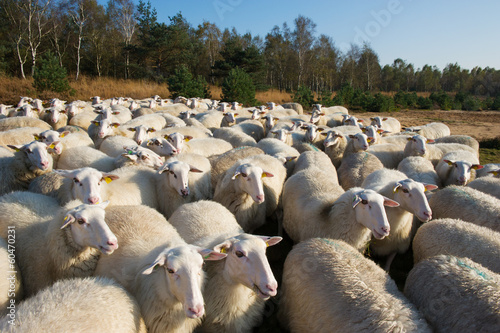 Sheep in Holland photo