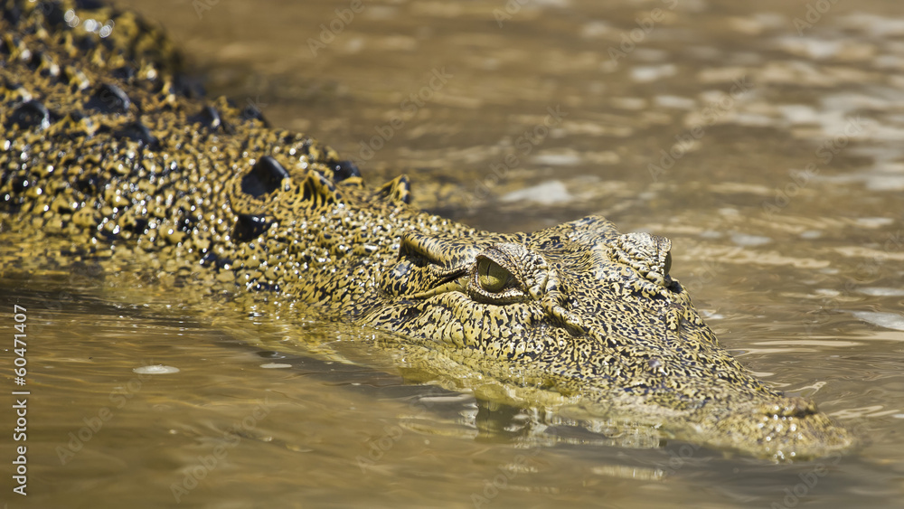 Fototapeta premium Saltwater crocodile swimming