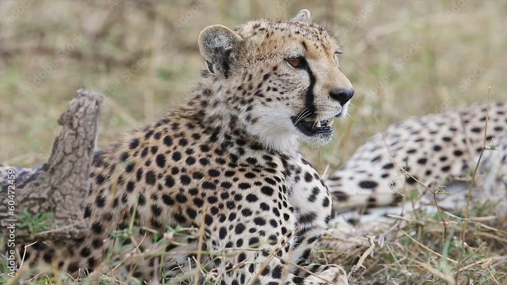 Cheetah rests after meal Cheetah rests after meal