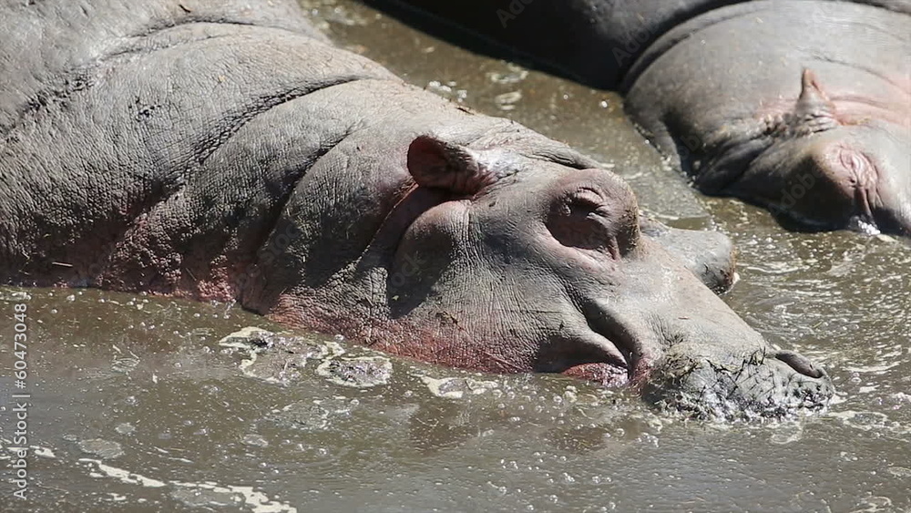 Hippopotamus in Serengati