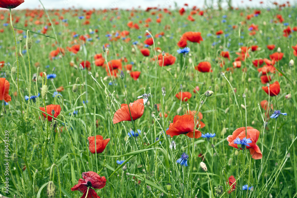 Naklejka premium Red poppy's field. Taken on May in Ukraine