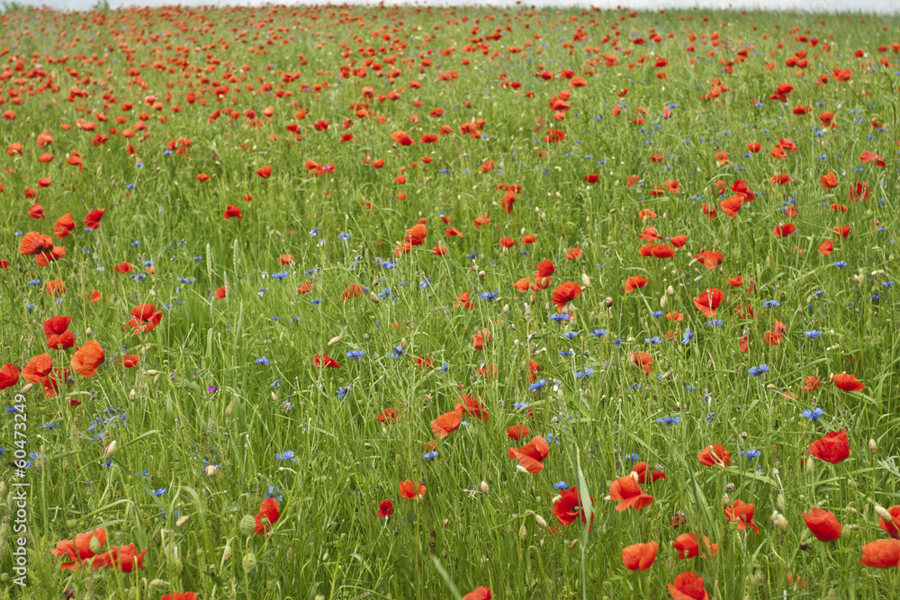 Red poppy's field. Taken on May in Ukraine