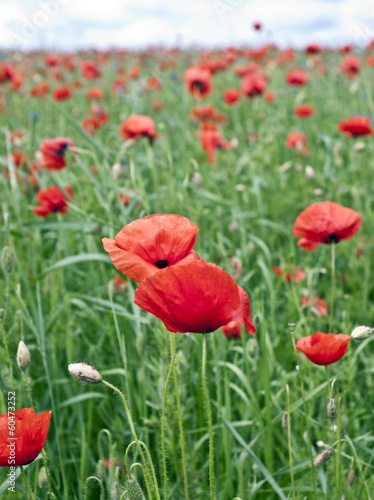 Red poppy s field. Taken on May in Ukraine