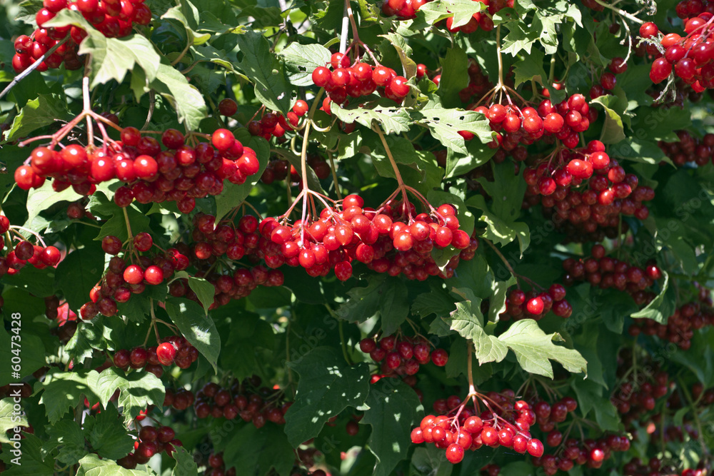 Ripe red arrow-wood in garden late autumn Ripe red arrow-wood in garden late autumn