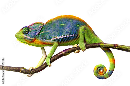 Canvastavla chameleon