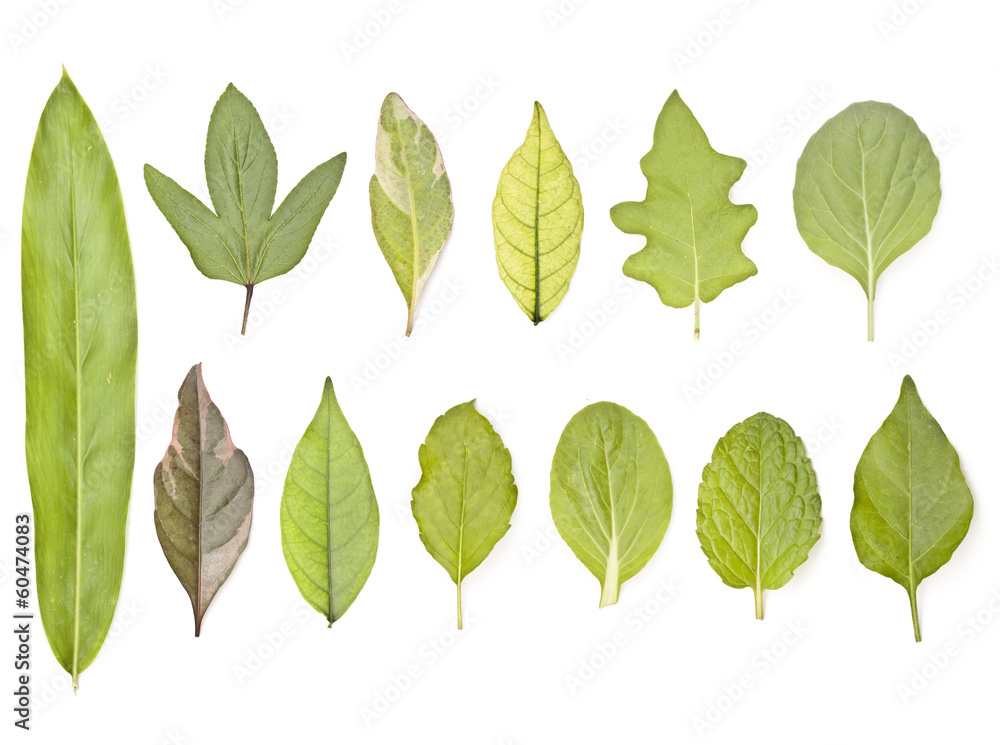 leaves