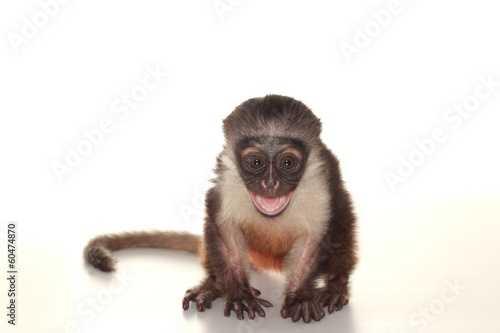 Photography bébé singe cercopithèque diane de roloway