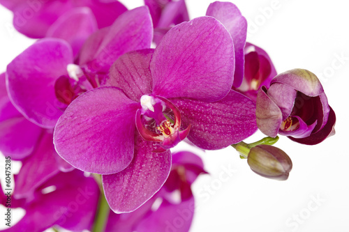 Fototapeta Naklejka Na Ścianę i Meble -  Lilafarbene Orchidee - Close Up