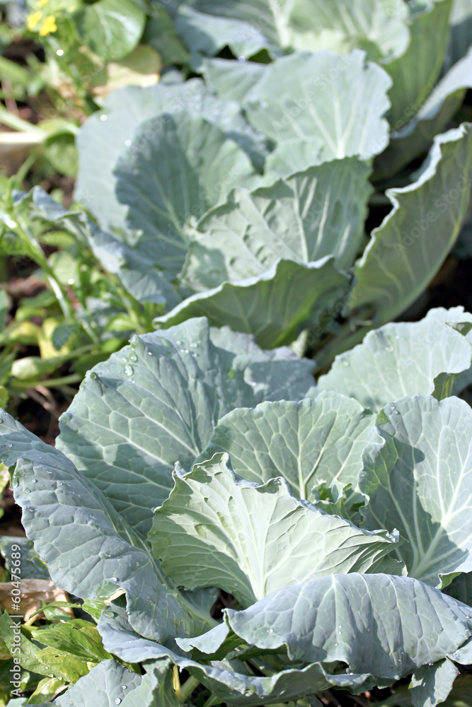 Fresh Cabbage leaf in vegetable gardening. Fresh Cabbage leaf in vegetable gardening.