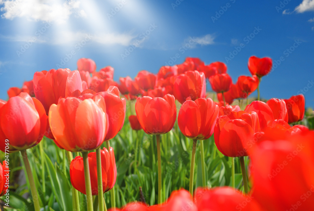 Field of red tulips with blue sky and starburst sun