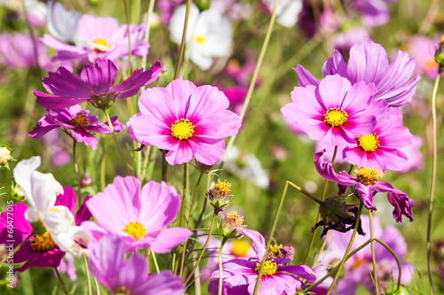 Pink cosmos flower close up