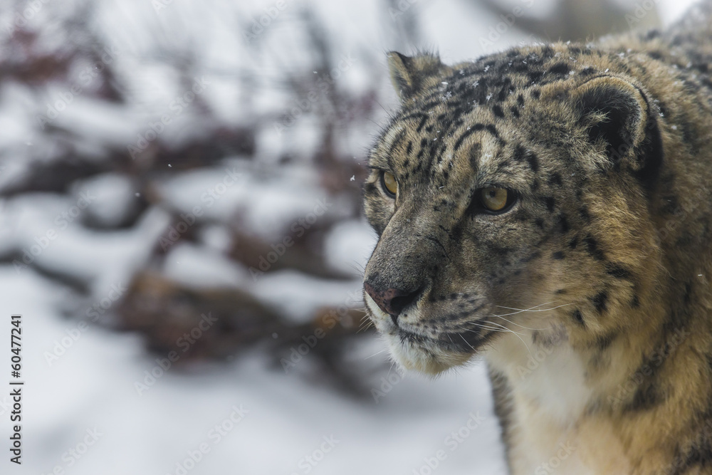 Obraz premium Snow Leopard