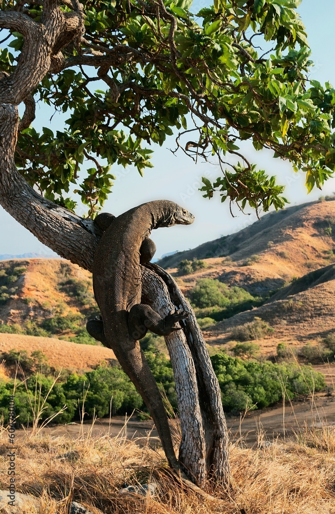 Fototapeta premium Komodo dragon, Varanus komodoensis