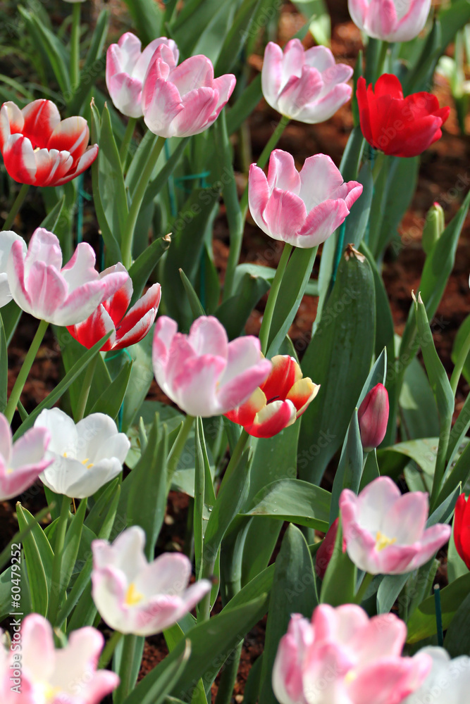 Fototapeta premium Tulips in the garden.