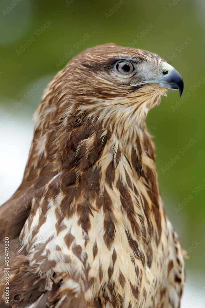 Hawk Hawk