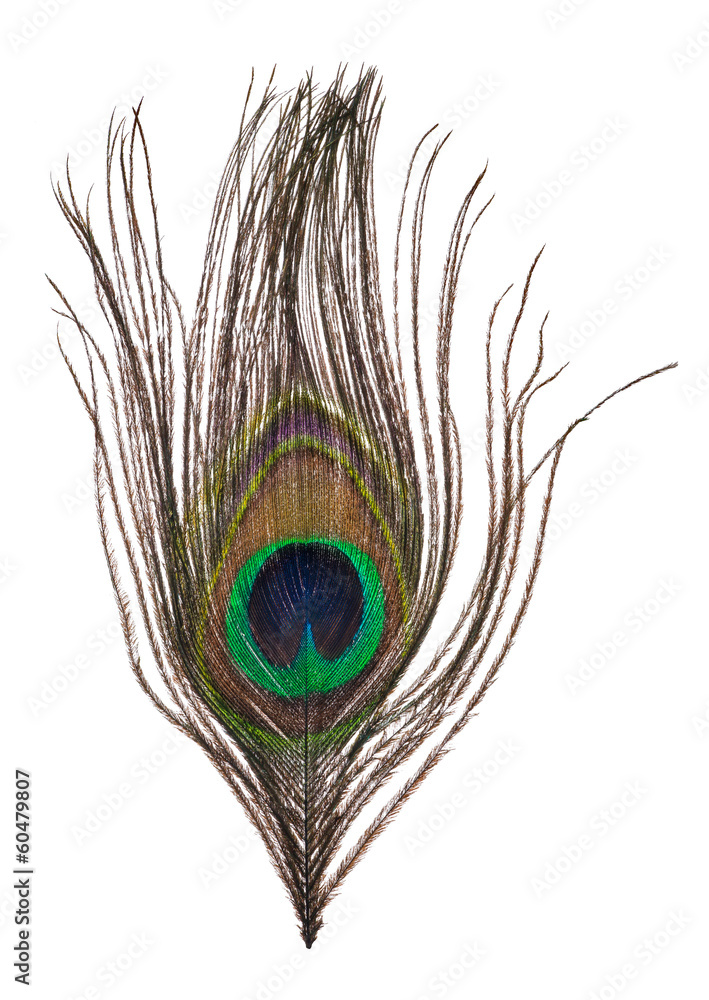 Naklejka premium single peacock feather isolated on white