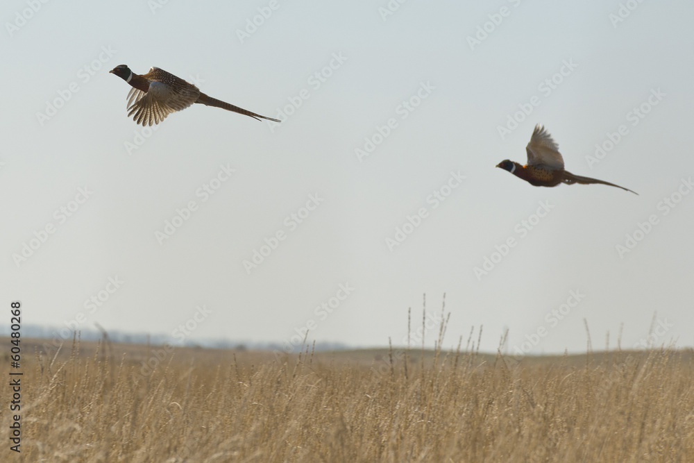 Fototapeta premium Rooster Pheasants