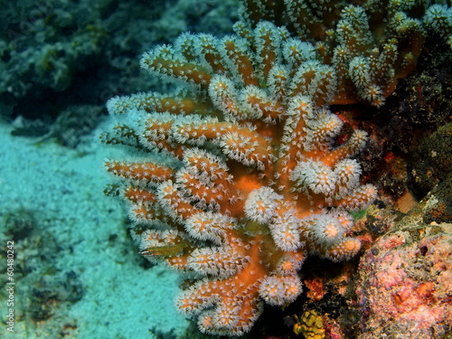 Soft coral, island Maktan, Philippine