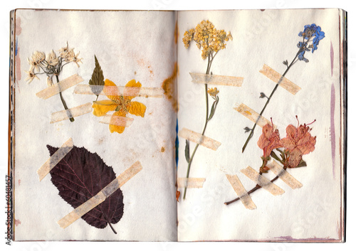 Open book with herbarium pages. Old dry up flowers. Vintage.