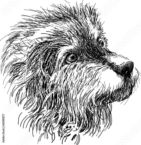 head of shaggy dog