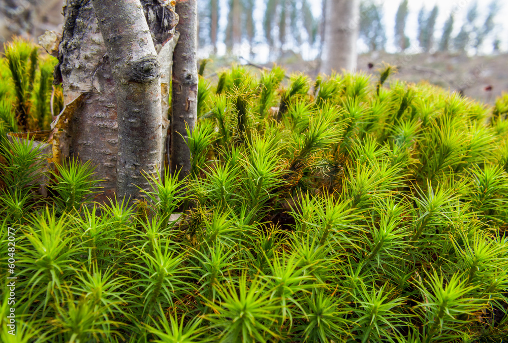 Hair-cap moss Hair-cap moss