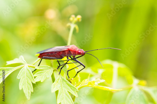 Close up of red bug or Catacanthus incarnatus on leaves © torsak