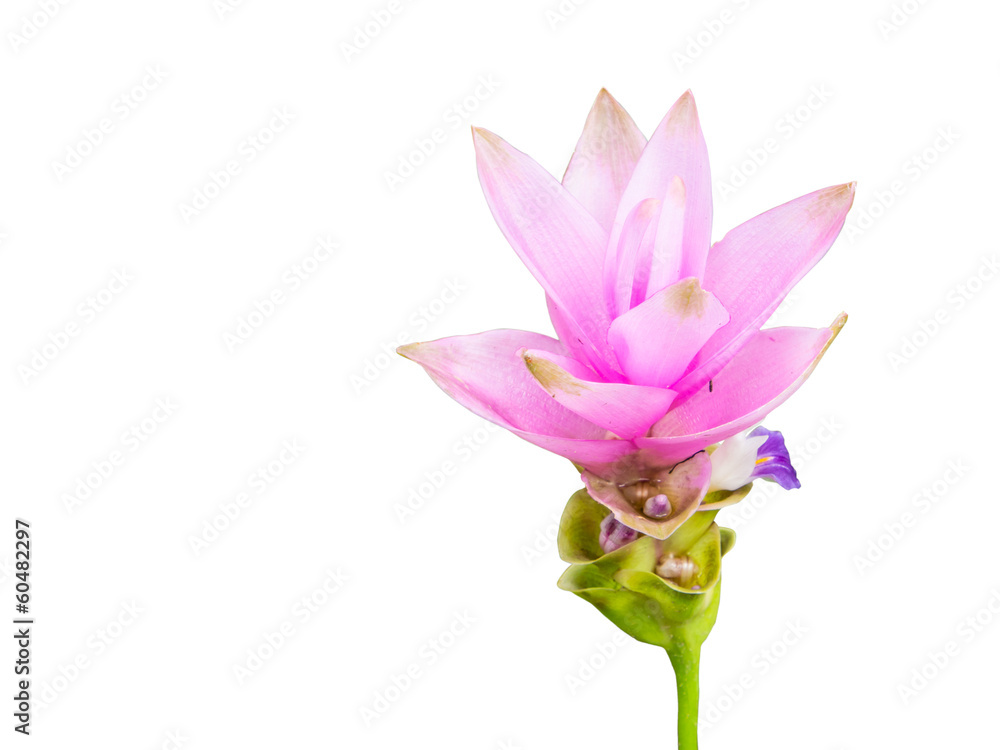 siam tulip siam tulip