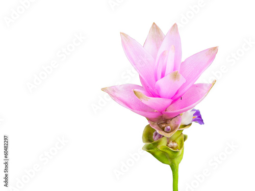 Fototapeta Naklejka Na Ścianę i Meble -  siam tulip