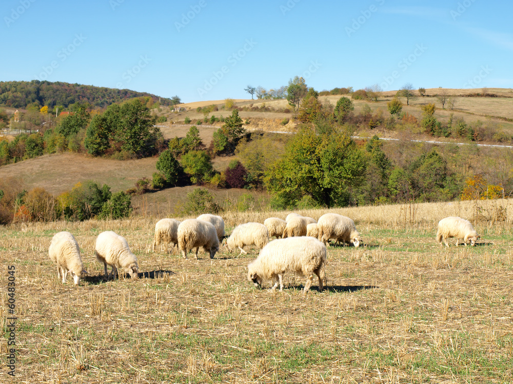 Sheep Sheep