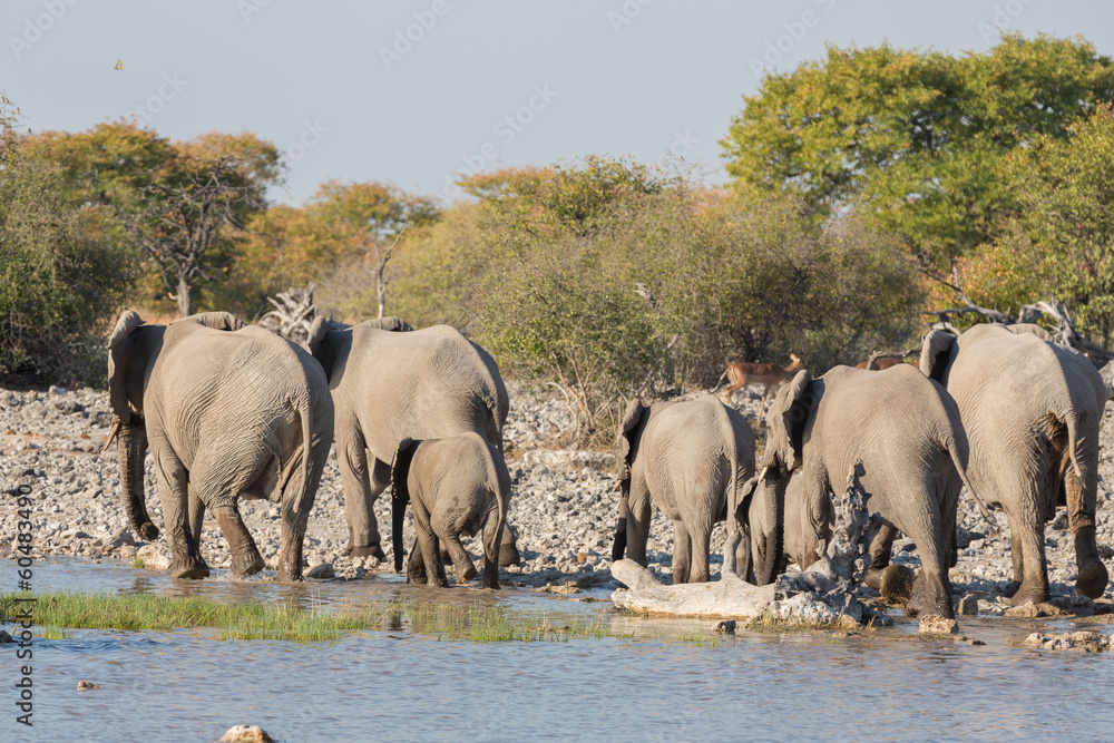 Obraz premium Elephants in Etosha
