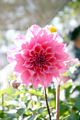 Pink dahlia.