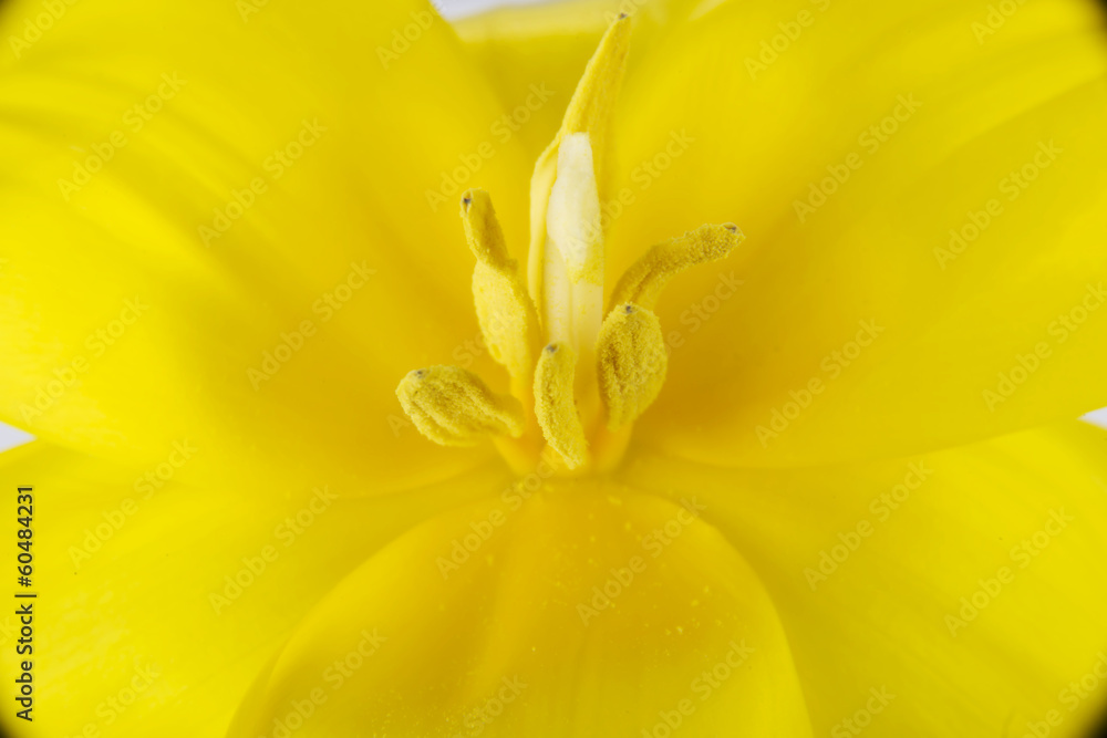 Close up on yellow fresh flower. Close up on yellow fresh flower.