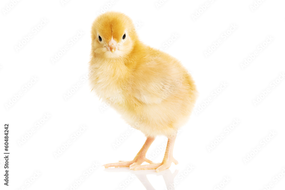 One small yellow separated chicken. One small yellow separated chicken.