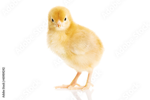One small yellow separated chicken.