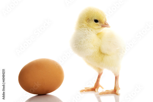 One small yellow separated chicken and egg.