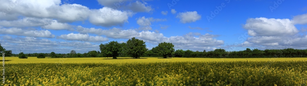 panorama sur culture du colza