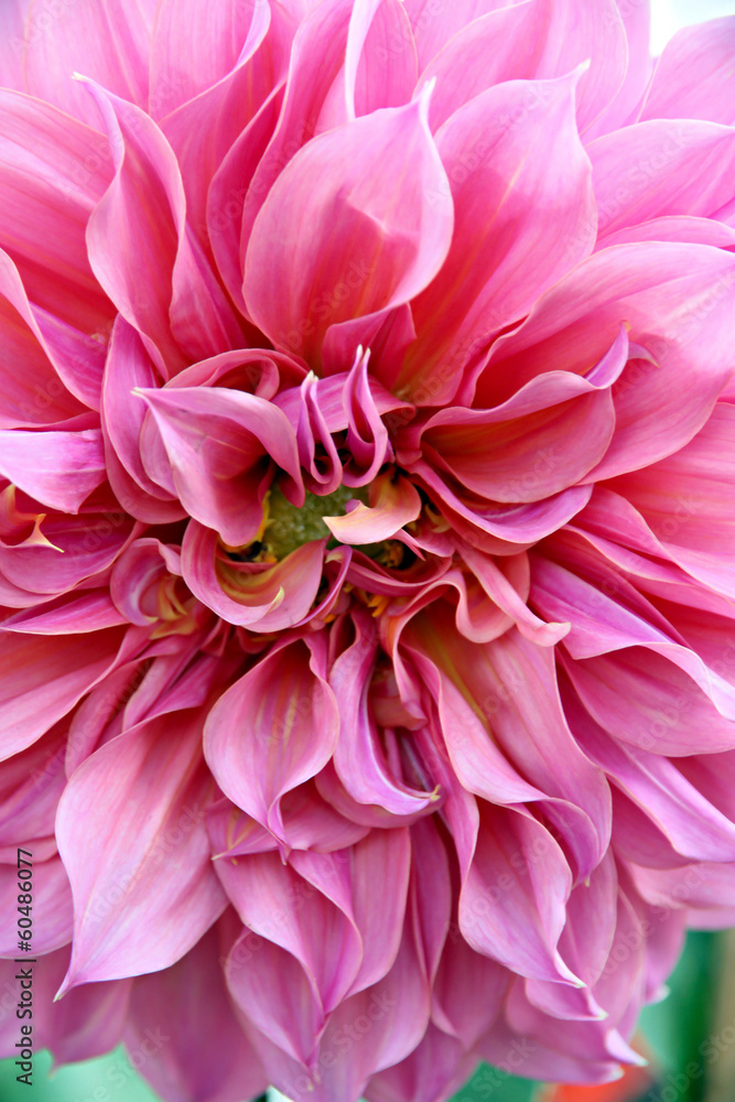 Pink dahlia. Pink dahlia.
