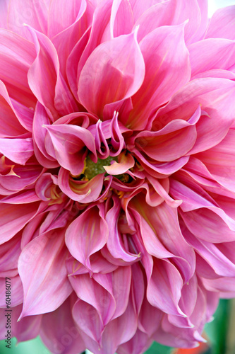 Pink dahlia. © meepoohyaphoto