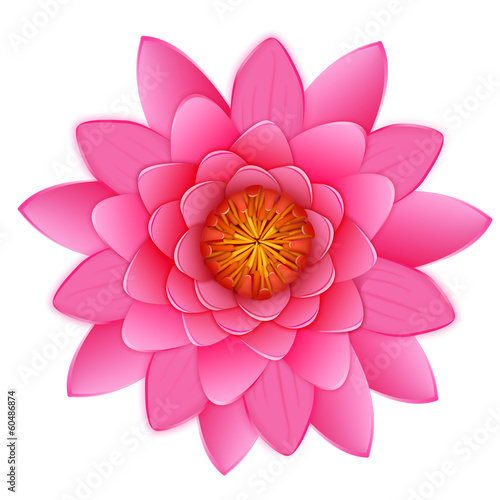 Beautiful pink lotus or waterlily flower isolated.