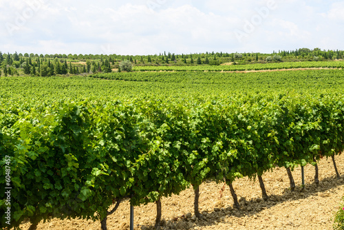 Vineyards in Languedoc-Roussillon