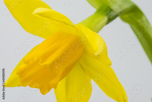 Fototapeta kwiat narcyz wcześnie