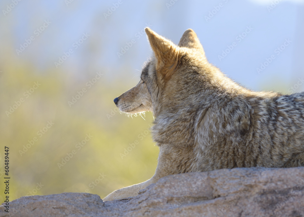 Fototapeta premium coyote